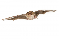 Wasserfledermaus (Myotis daubentonii)